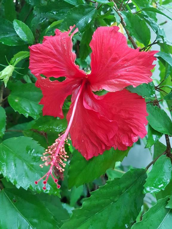 Hibiscus House Bed And Breakfast Contadora Island Экстерьер фото